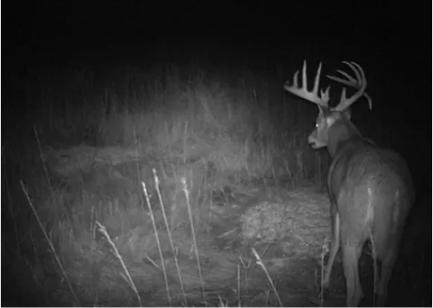 Trail camera view of big buck walking in tall grass at night
