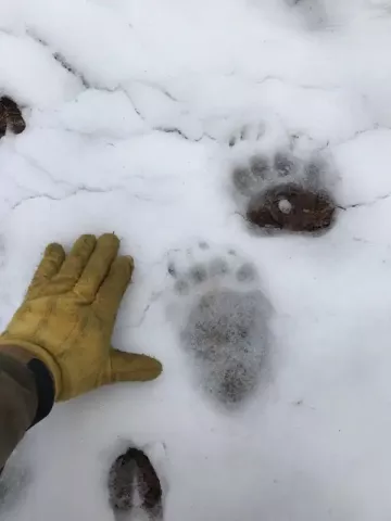 bear paw print next to gloved hand