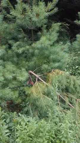 broken tree top