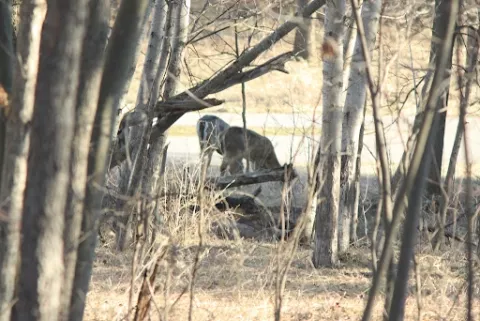 deer grazing